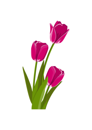 Tulip Flower Clipart - free svg file for members