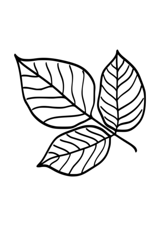 Ash Leaves Black and White Free SVG File