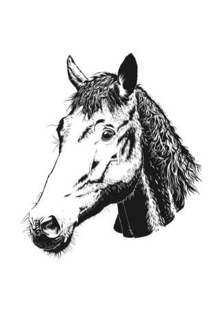 Horse Head Black and White Clipart Free SVG FIle