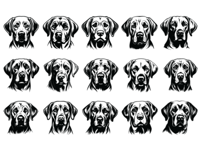 15 Labrador Dogs faces vector image svg bundle, pet lovers - free svg file for members
