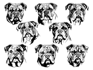 9 Bulldog face svg bundle free svg file for members, vector image for dogs lover