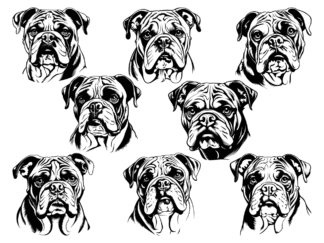 9 Bulldog face svg bundle free svg file for members
