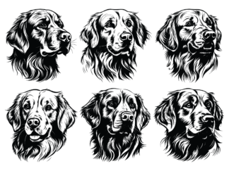 6 Golden retriever heads svg bundle, vector image for dogs lover free svg file for members