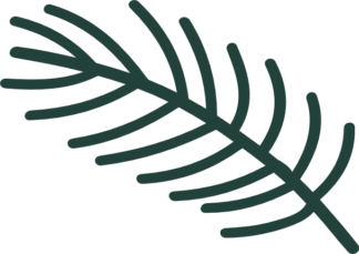 Line drawn twig Free SVG File for Members - Spruce tree twig Clipart Image