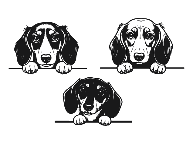 Dachshund Dog peeking over a ledge Free SVG File Bundle for Members – Dachshund clipart