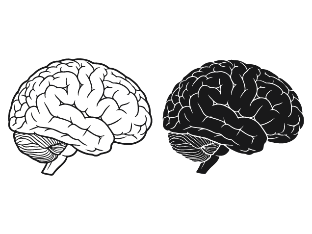Human Brain Anatomy Free SVG File for Members – Detailed brain clipart