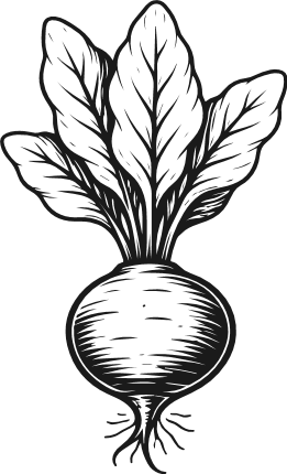 Turnip Illustration Free SVG File – Garden Vegetable clipart image