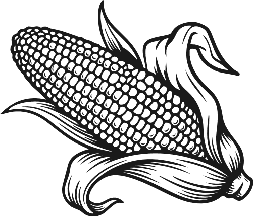 Corn Cob Free SVG File – Farm Fresh Maize clipart image