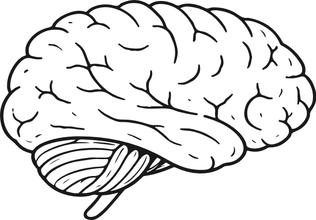 Human Brain Anatomy Free SVG File – Hand drawn brain clipart image